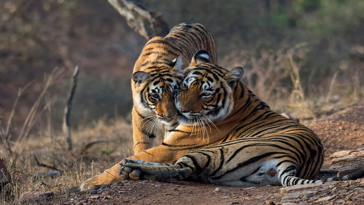 Ranthambhore National Park — photo 1